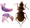 Pterostichus cristatus femoratus